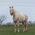 Kelly J Sigmund-Dolan's profile image