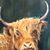 Ron McLeod's profile image