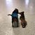 Karen Kappell Mercurio Thacker's profile image