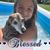 Cindy L Schwarz's profile image