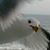 Darci Streett's profile image