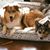 Tracy Daniello's profile image