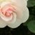 Sue Rose Janssen's profile image
