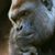 Jay Knox's profile image