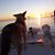 Cindy Giannini's profile image