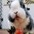 Strawberrie Bunnie's profile image