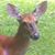 Cameron Incze's profile image