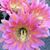 Alicia Whitaker Cotten's profile image