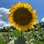 Dottie Stanton's profile image