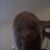 Tammy Lovenmines Whitmore's profile image
