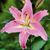 Karina Vidals's profile image