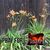 Cheryl Barnes's profile image