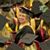 Michele Vincent Howe's profile image