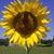 Kandi Wright's profile image