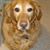 Rose Ajamie's profile image