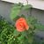 Sue Ferguson-Neyrinck's profile image