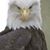 Tony Pomeroy's profile image