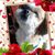 Dawn Delaplaine's profile image