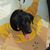 Nirad Gupta's profile image