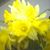 Nancy Reaves's profile image