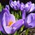 Linda Carman's profile image