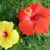 Dora Brandes's profile image