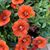 Susan Karavedas's profile image