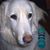 Steve Plegge's profile image