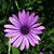Mary Steilman's profile image