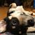 Shannon Moren's profile image