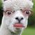 Marv Druin's profile image