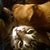Jennifer Lynch's profile image