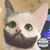 Robert M Holloway's profile image