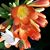 Yehua Zhu-Levine's profile image