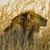 Jason Sherrill's profile image