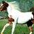 Chaga Romo's profile image