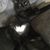 CaroLyn Sheppard's profile image