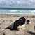 Anita Cholack's profile image