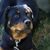 Tammy J Mankey's profile image
