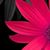 Julie Ann Harriman's profile image