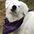 Shirley Cheryl L Suttie's profile image