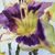 Aline Pegnia Herion's profile image