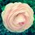 Marsha Main Brady's profile image