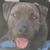 Mj Boehm's profile image