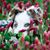 Carlton Veterinary Hospital's profile image