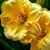 Dora Leppin's profile image