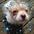 Paula Dial's profile image