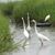 Ann Dinkel's profile image
