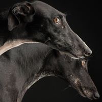 Darlene Marion Riden's profile image