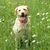 Lowrey Pitruzzello's profile image